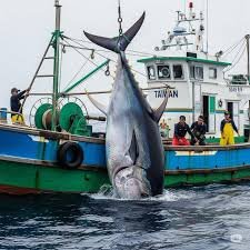 Image result for giant tuna