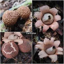 Attēlu rezultāti vaicājumam “Geastrum minimum”