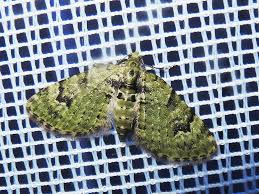 Attēlu rezultāti vaicājumam “Chloroclystis v-ata”