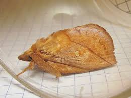 Attēlu rezultāti vaicājumam “Euthrix potatoria imago”