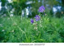 Attēlu rezultāti vaicājumam “Geranium pratense”