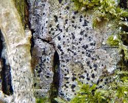 Attēlu rezultāti vaicājumam “Arthonia byssacea”