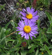 Image result for Aster alpinus