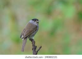 Attēlu rezultāti vaicājumam “Sylvia atricapilla male”