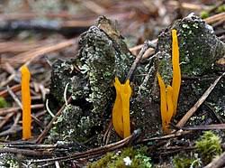 Attēlu rezultāti vaicājumam “Calocera viscosa”