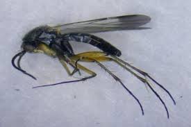 Attēlu rezultāti vaicājumam “Mycetophilidae”