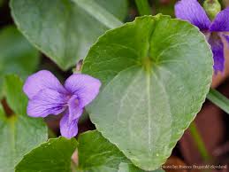 Attēlu rezultāti vaicājumam “Viola odorata leaf”