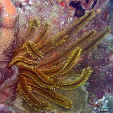 Image result for Cucumaria frondosa