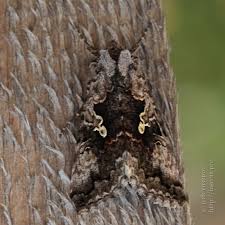 Attēlu rezultāti vaicājumam “Syngrapha interrogationis”