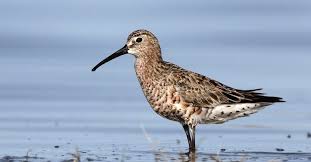 Attēlu rezultāti vaicājumam “Calidris ferruginea”