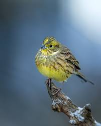 Attēlu rezultāti vaicājumam “Emberiza citrinella”