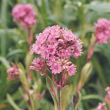 Attēlu rezultāti vaicājumam “Trichia alpina young”