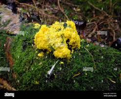 Attēlu rezultāti vaicājumam “Badhamia lilacina plasmodium”