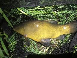 Image result for Tinca tinca