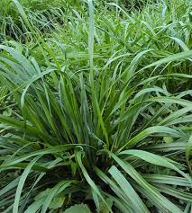 Attēlu rezultāti vaicājumam “Lolium perenne”
