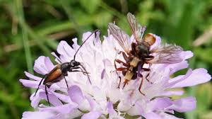 Attēlu rezultāti vaicājumam “Stenurella melanura”