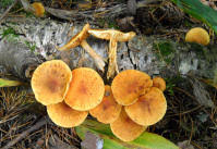 Attēlu rezultāti vaicājumam “Gymnopilus sapineus”