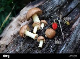 Attēlu rezultāti vaicājumam “Suillus luteus”