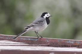 Attēlu rezultāti vaicājumam “Motacilla alba”