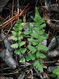 Attēlu rezultāti vaicājumam “Dryopteris cristata”