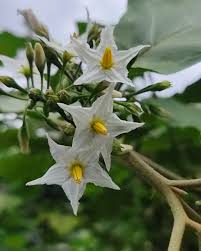 Attēlu rezultāti vaicājumam “Solanum nigrum flower”
