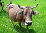 File:Glarus-Cow.jpg - Wikimedia Commons