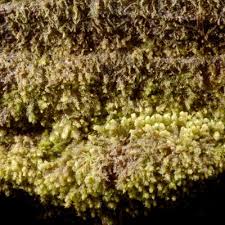 Attēlu rezultāti vaicājumam “Scapania apiculata”