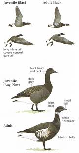 Attēlu rezultāti vaicājumam “Branta bernicla adult”