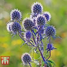 Attēlu rezultāti vaicājumam “Eryngium planum”