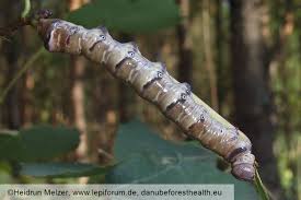 Attēlu rezultāti vaicājumam “Pheosia tremula”