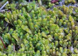 Attēlu rezultāti vaicājumam “Barbilophozia lycopodioides”