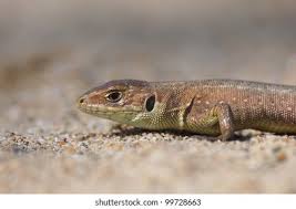 Attēlu rezultāti vaicājumam “Lacerta vivipara juvenile”