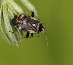 Attēlu rezultāti vaicājumam “Polymerus palustris”