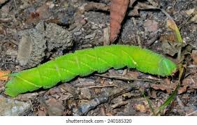 Attēlu rezultāti vaicājumam “Laothoe populi larva”