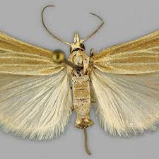 Attēlu rezultāti vaicājumam “Catoptria fulgidella”