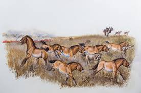 Afbeeldingsresultaat voor paarden