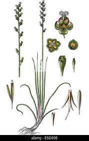 Attēlu rezultāti vaicājumam “Triglochin palustre fruit”