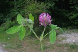 Attēlu rezultāti vaicājumam “Trifolium medium”