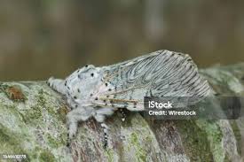 Attēlu rezultāti vaicājumam “Cerura vinula”