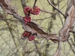 Attēlu rezultāti vaicājumam “Ulmus minor f. suberosa”