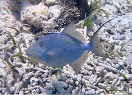 Image result for Balistes vetula