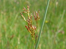 Attēlu rezultāti vaicājumam “Juncus nastanthus”