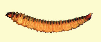 Attēlu rezultāti vaicājumam “Psychodidae”