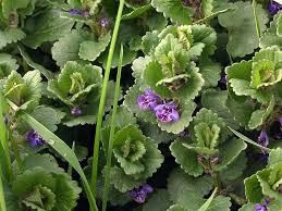 Attēlu rezultāti vaicājumam “Glechoma hederacea”