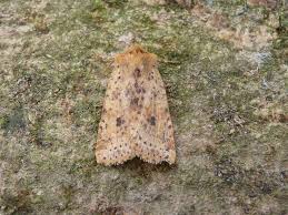 Attēlu rezultāti vaicājumam “Conistra rubiginea”