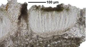 Attēlu rezultāti vaicājumam “Phlyctis agelaea”
