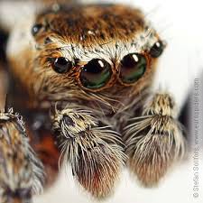 Attēlu rezultāti vaicājumam “Evarcha falcata male”