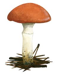 Attēlu rezultāti vaicājumam “Gomphidius roseus”