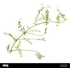 Attēlu rezultāti vaicājumam “Vicia sylvatica bud”