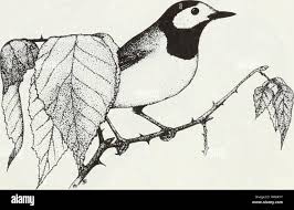 Image result for Wilsonia citrina